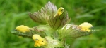 Fresh Yellow Rattle Seeds