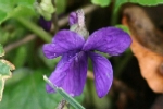Sweet Purple Violet