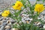 Yellow Horned Poppy