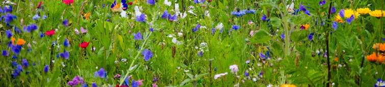 Wild Garden Seeds Banner - Image of Wildflower Meadow